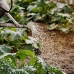 Tuin onderhoudsvrij